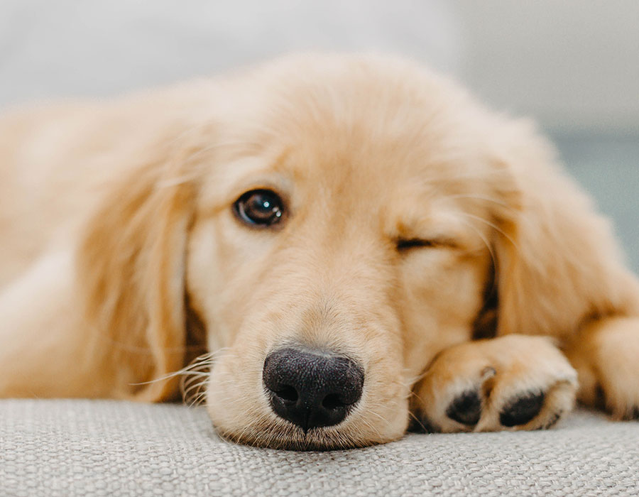 antalya köpek kısırlaştırma